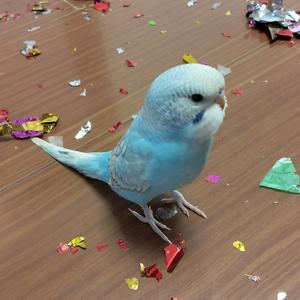 可爱的小虎皮头像