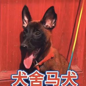 艺泽马犬养殖之家头像