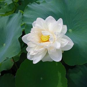 夏雨婷居士头像