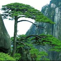 屹立不倒的松柏头像