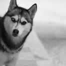 Gin丶勤的个人资料头像