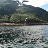 开铃木的海龙头像
