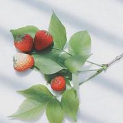 柳荫的个人资料头像