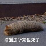 阿蓁845头像