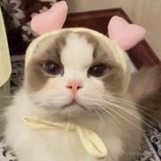 橘柑柚橙的个人资料头像