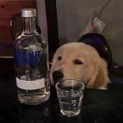 zimo子墨的个人资料头像