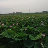 莲花中的我头像