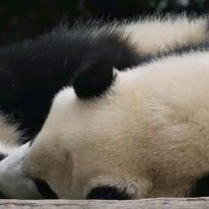 博学多才的小胖熊猫头像