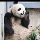 睿智樱桃9L5头像