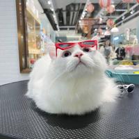 不太懂车帝—头像