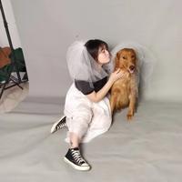 蛋黄金毛狗头像