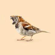 哆总的个人资料头像