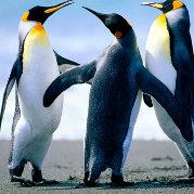 哈芦芦的个人资料头像