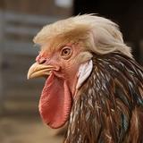 宝宝巴士baby头像