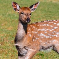 吴糖可乐0618头像