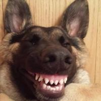 肯德基宅急送头像