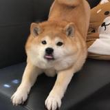 博学多才的骑着猪头像