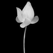 SsageParuders的个人资料头像