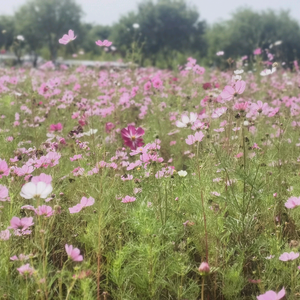 肝师傅游记头像