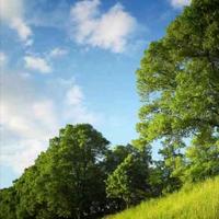 雨后的山林头像