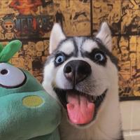 你吃的像只猪头像