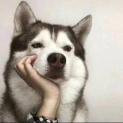 宋虎虎的个人资料头像
