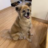 飘逸土狼哥头像
