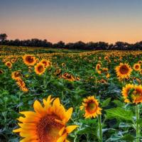 良好的心愿头像