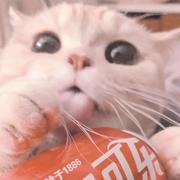 Melissa的个人资料头像