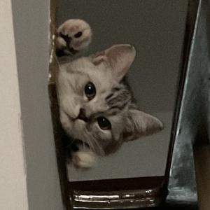 狂亲小猫三百下头像