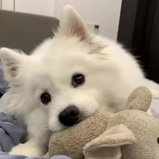 养只大狗的个人资料头像