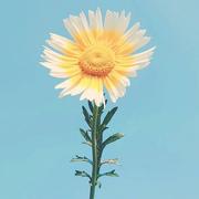 闹钟991的个人资料头像