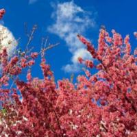 紫薇花开012头像