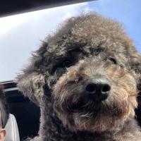 老球子的小窝头像