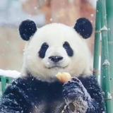 番茄土豆580头像