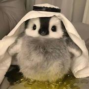 听风话雪的个人资料头像