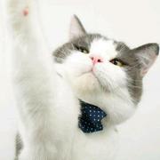 早起头会痛的个人资料头像