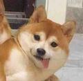 小林不懂车头像