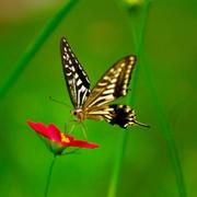 薰衣草的春天的个人资料头像