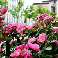 认真的星辰夕阳红头像