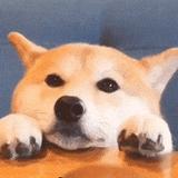 爱车人ejzj头像