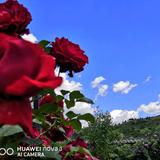 林林家的香婷子头像