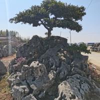 山鹰22405874头像