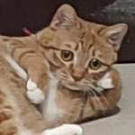 catboss的个人资料头像