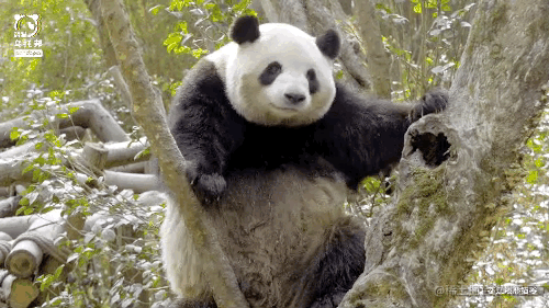 凉风大饱的个人资料头像