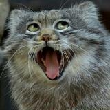 一本正经88头像