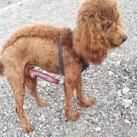 唉再也不做舔狗了头像