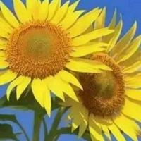 自在铅笔lk头像