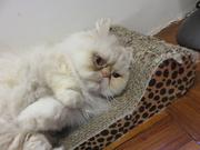 edwardyolau的个人资料头像