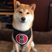 NeilChoi的个人资料头像